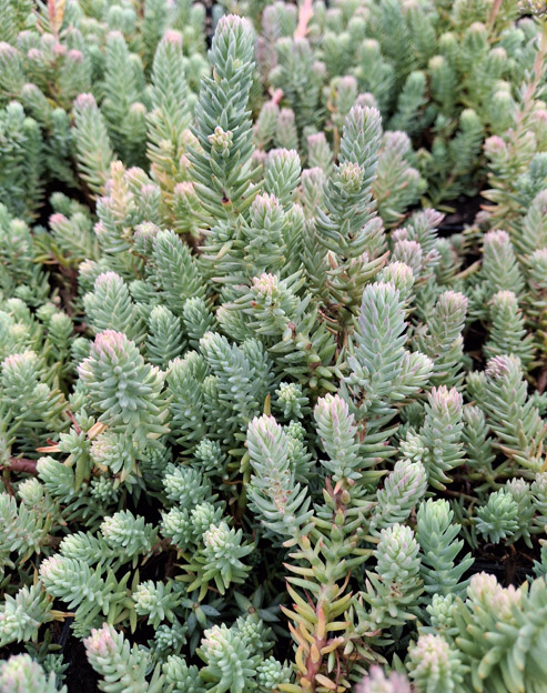 Sedum reflexum `Blue Spruce`